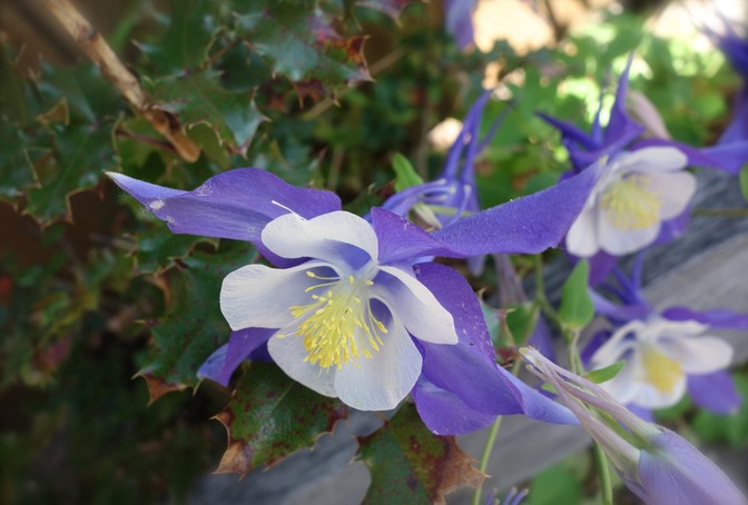 Columbine