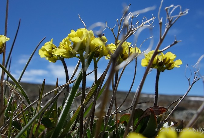 Draba sky